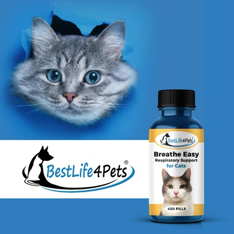 BestLife4Pets Breathe Easy - Cat Cold & Respiratory Infection Remedy ...