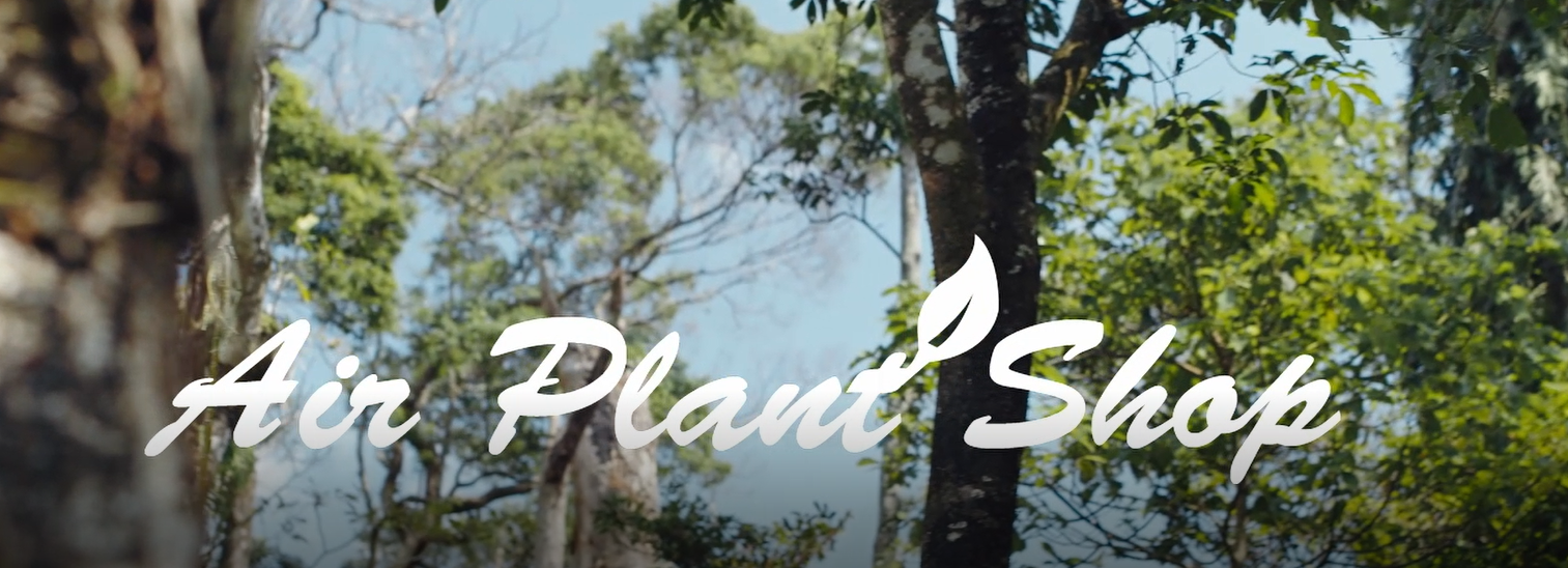 Natural Wood Air Plant Displays for Tillandsia｜Cork Bark｜Holders – Air Plant  Supply Co.