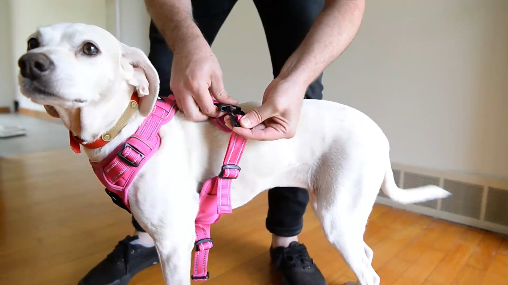 Dog Collar Safety Clip With Dual Clasps & No Pull Harness Connectors -  VOYAGER Dog Harnesses